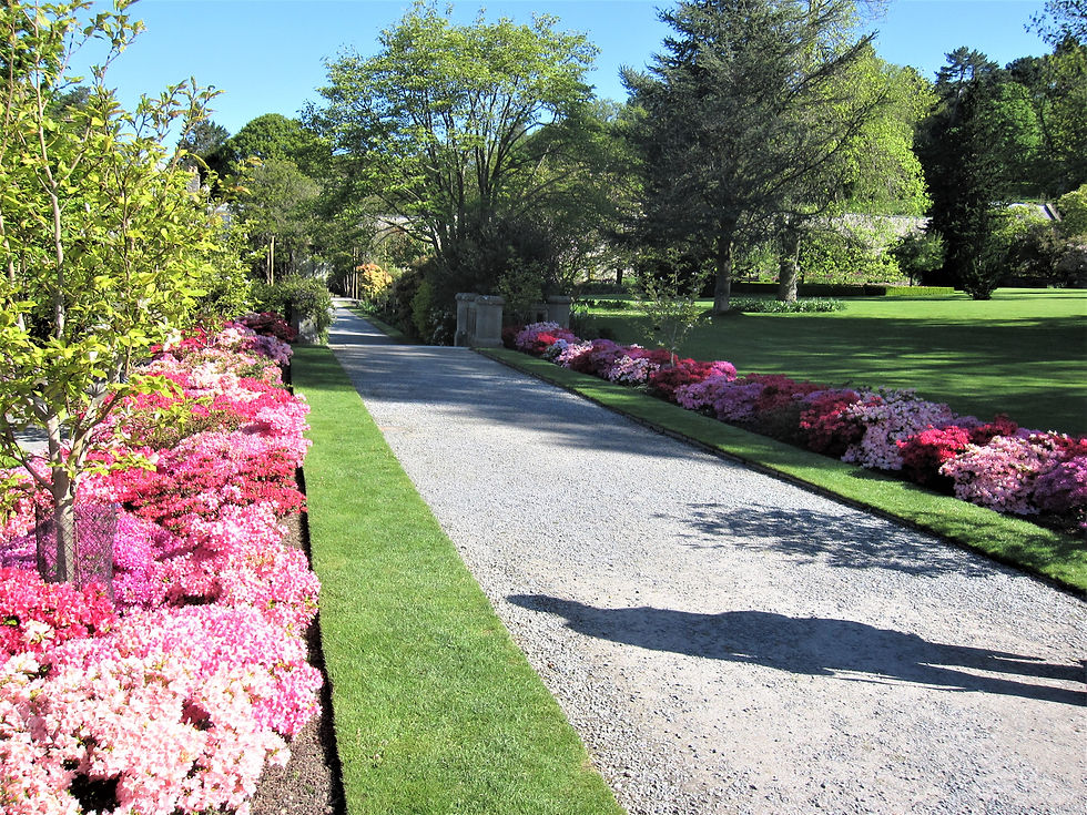 Beautiful azaleas line a walkway