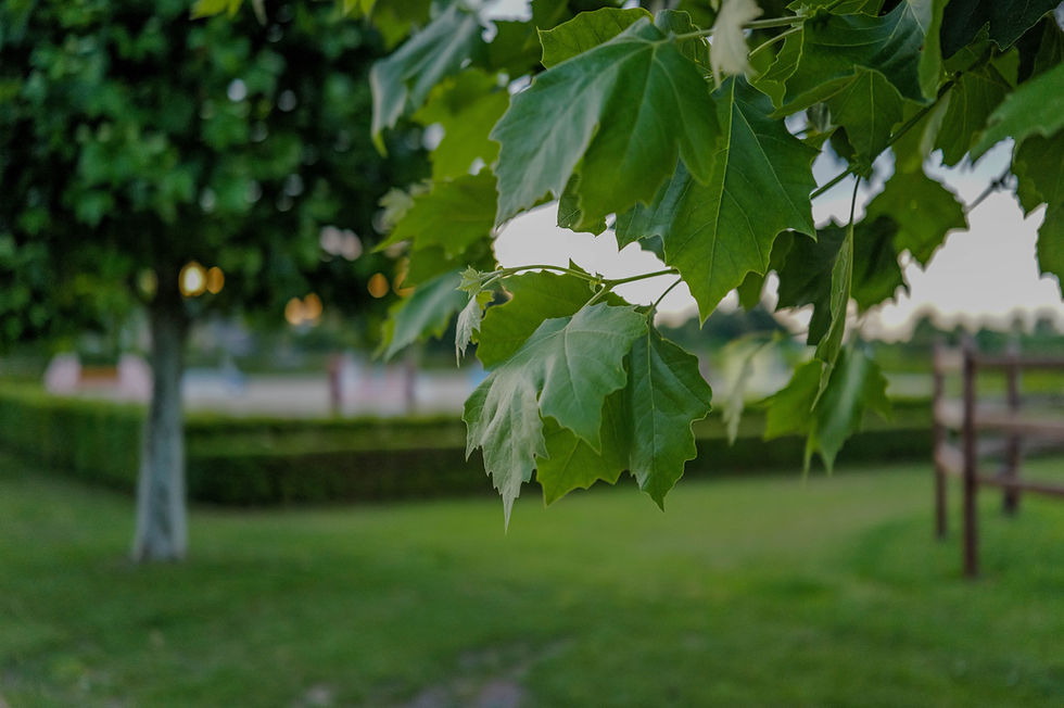 Close-up of green maple leaves in a park setting.