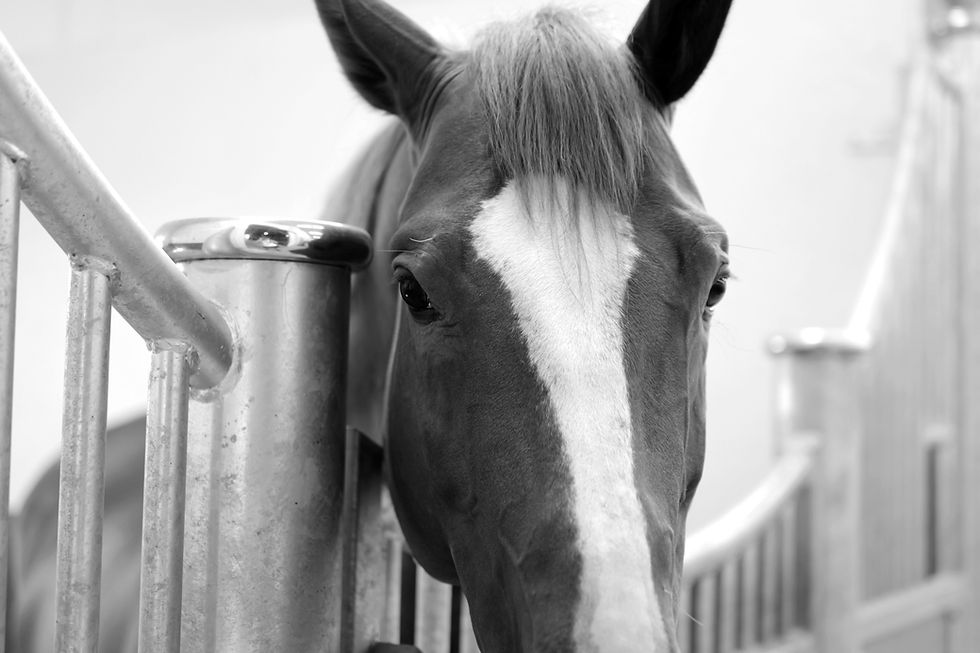 Chestnut horse with white blaze peaking from a stable stall