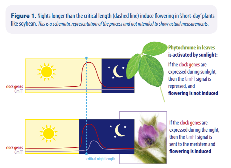 The Race to Soybean Maturity