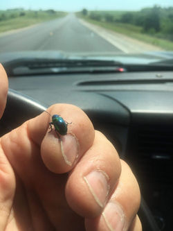 Dogbane Beetle