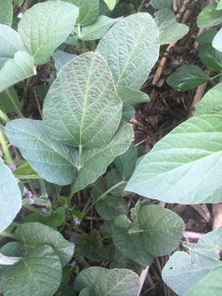 Cercospora leaf blight