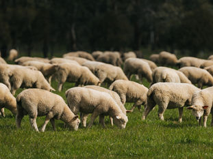 October: Conception Consistency - lock it in before you even think about lamb survival