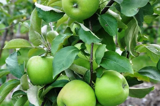 Granny Smith Apples Unitedstatesfreshappleexporters