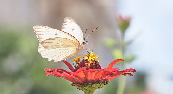 Mariposa blanca en flor roja.jpg