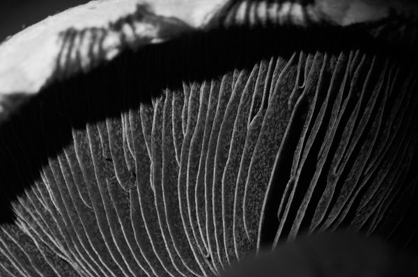 Hongo Blanco y negro.jpg