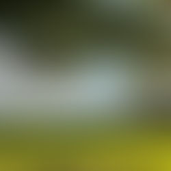 The First Sunny Sunday