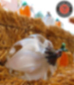 Thumbnail: glassblowing hand made seasonal glass pumpkin gift anchor bend glassworks