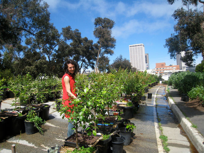 Por que plantar na cidade?