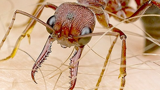close up of a bull ant