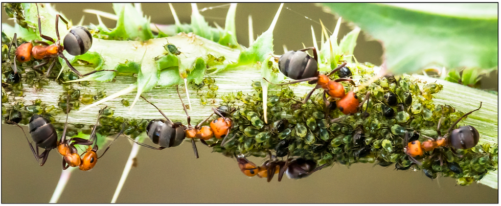 Ants milking and tending to aphids on plants.
