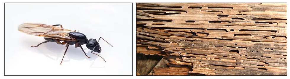 winged carpenter ant, damaged wood