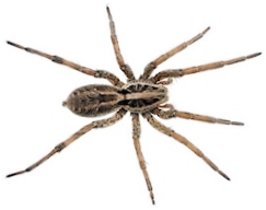 Wolf spider against white background