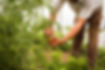 closeup-shot-person-picking-tomatoes-off-plant-farm.jpg