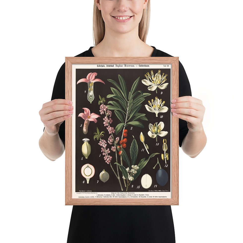 Thumbnail: Framed Botanical Illustrations - Stylish Wall Art for Home Decor