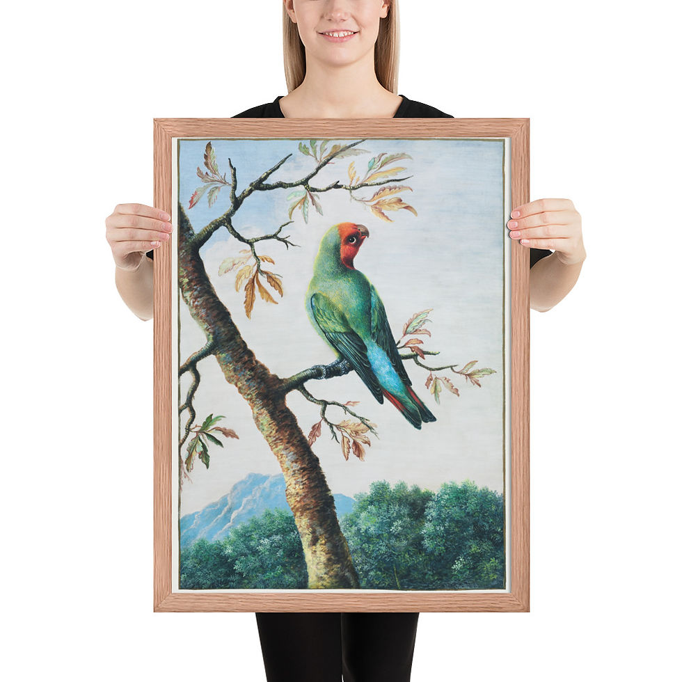 Thumbnail: Bird Study: Rosy Faced Love Bird | George Edwards