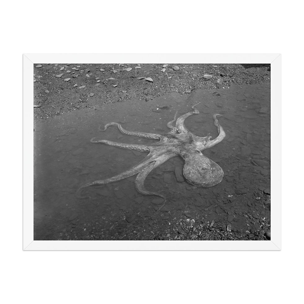 Thumbnail: Vintage Photography Print