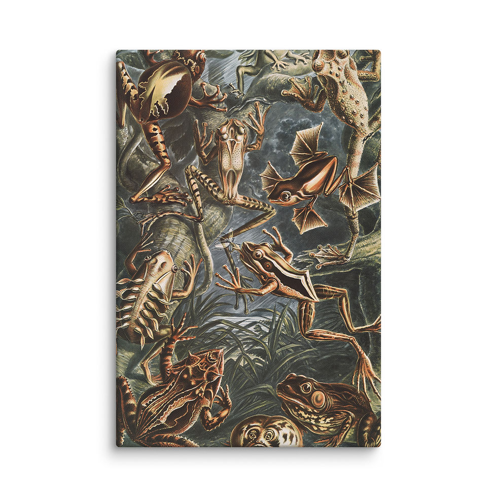 Thumbnail: Ernst Haeckel Batrachia Frog Gathering Canvas Print