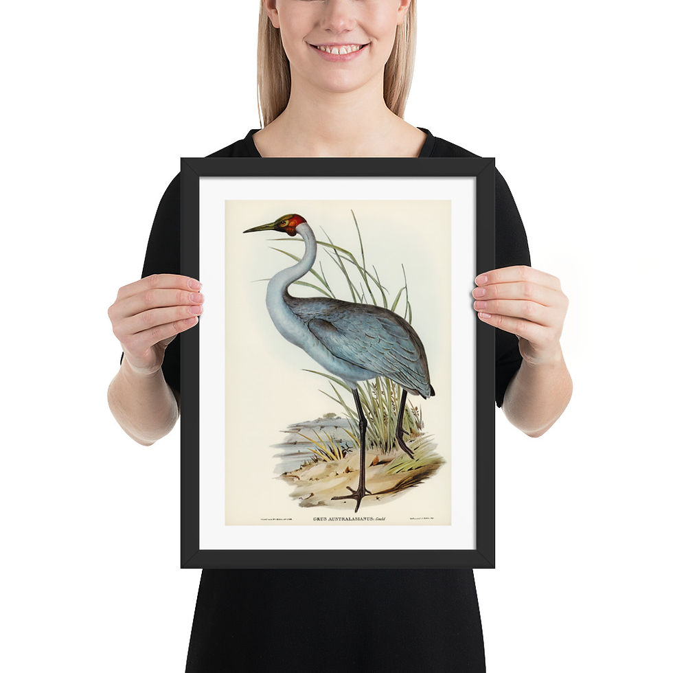 Thumbnail: Designart Ancient Australian Birds 