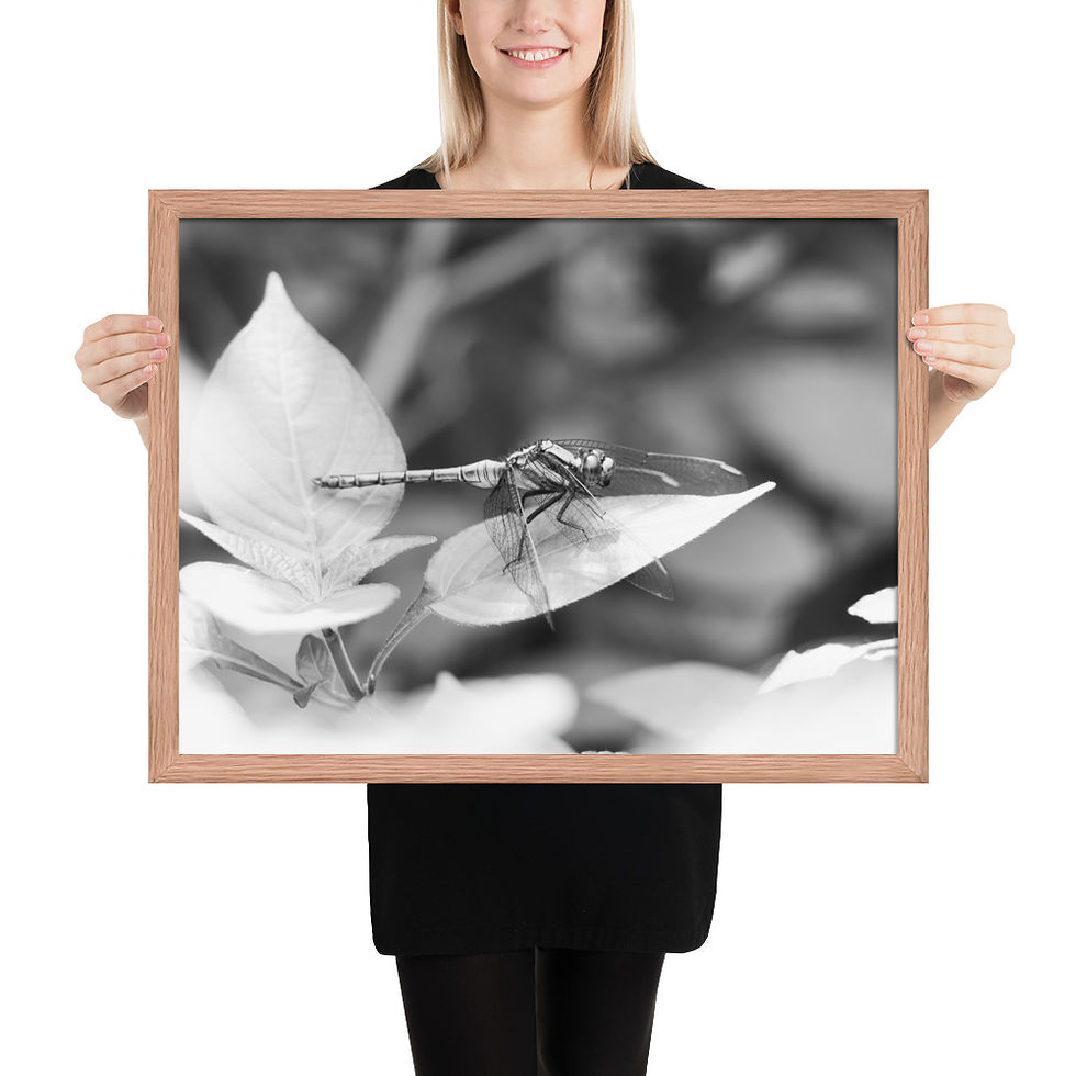 Thumbnail: Delicate Balance Wall Art: Dragonfly in Monochrome