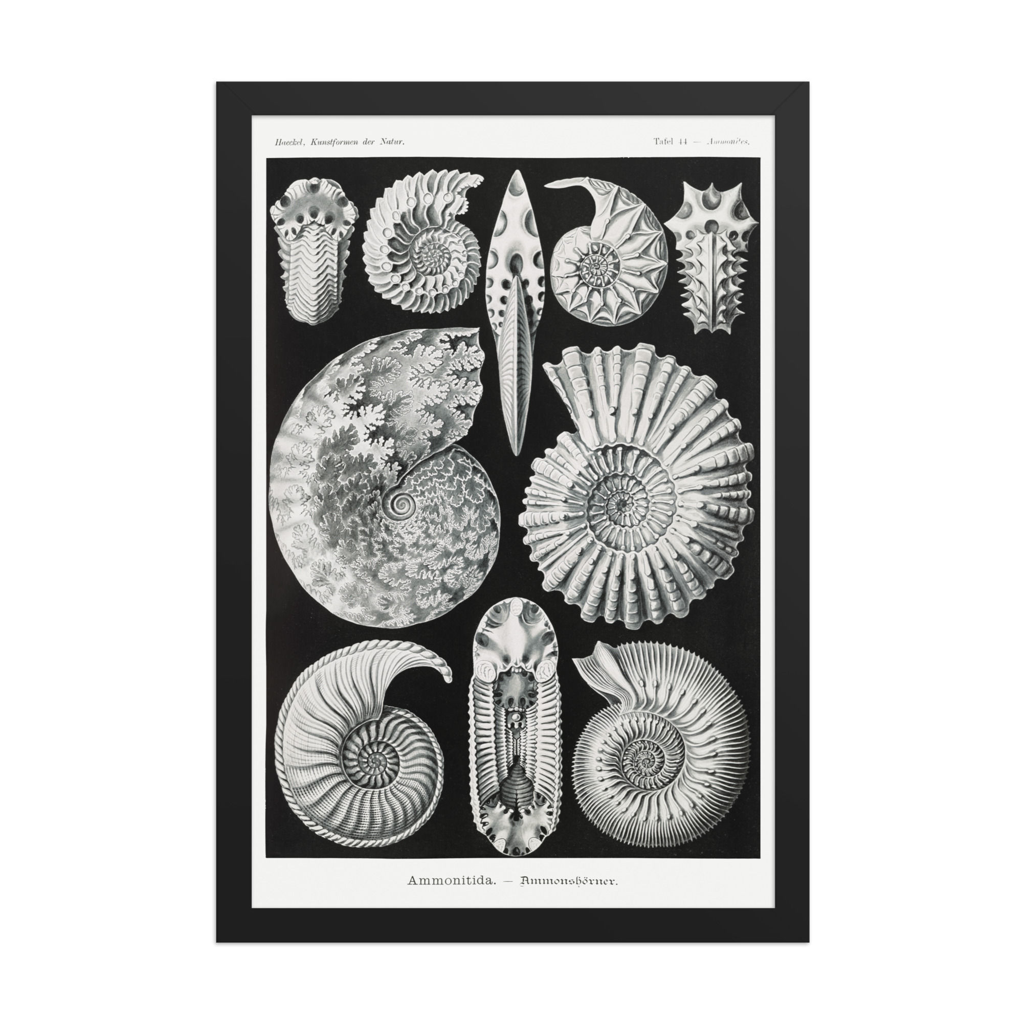 Ernst Haeckel Vintage Zoological and Naturalist Art