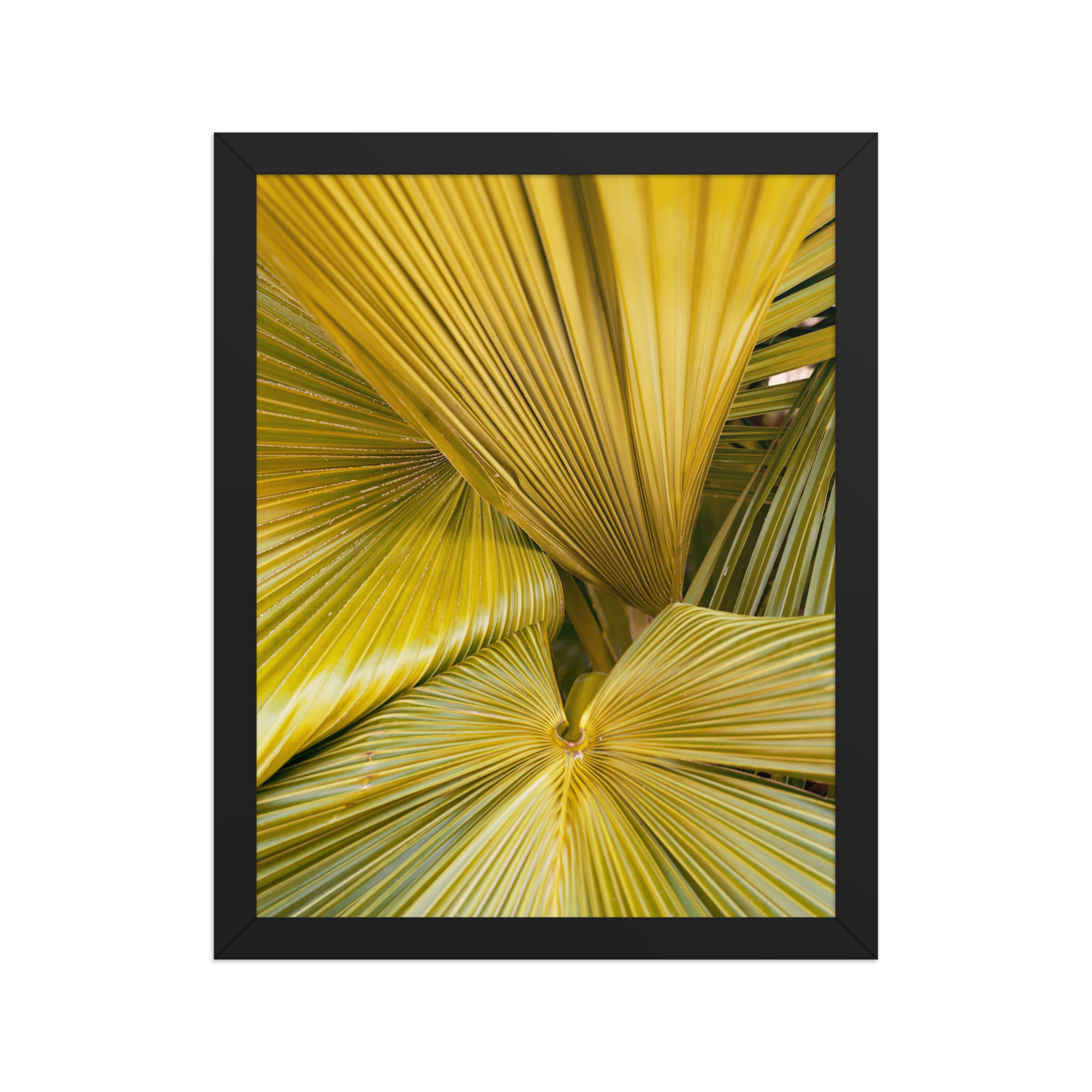 Chartreuse Fan Palm Leaves Framed Wall Art Print