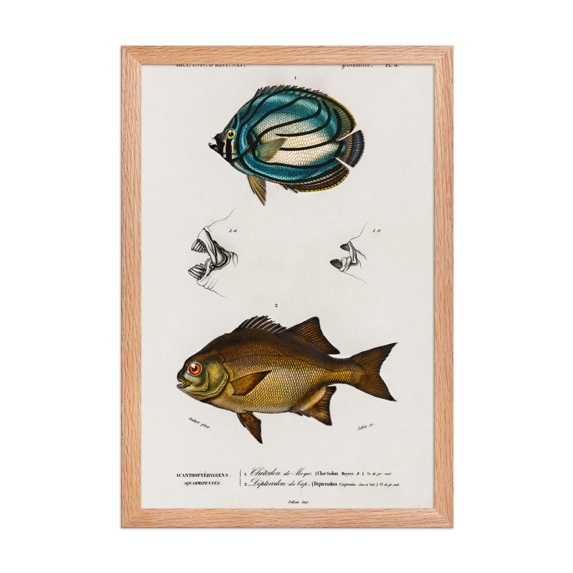 Galjoen Vintage Fish Illustration | Antique Ichthyology Plate Print
