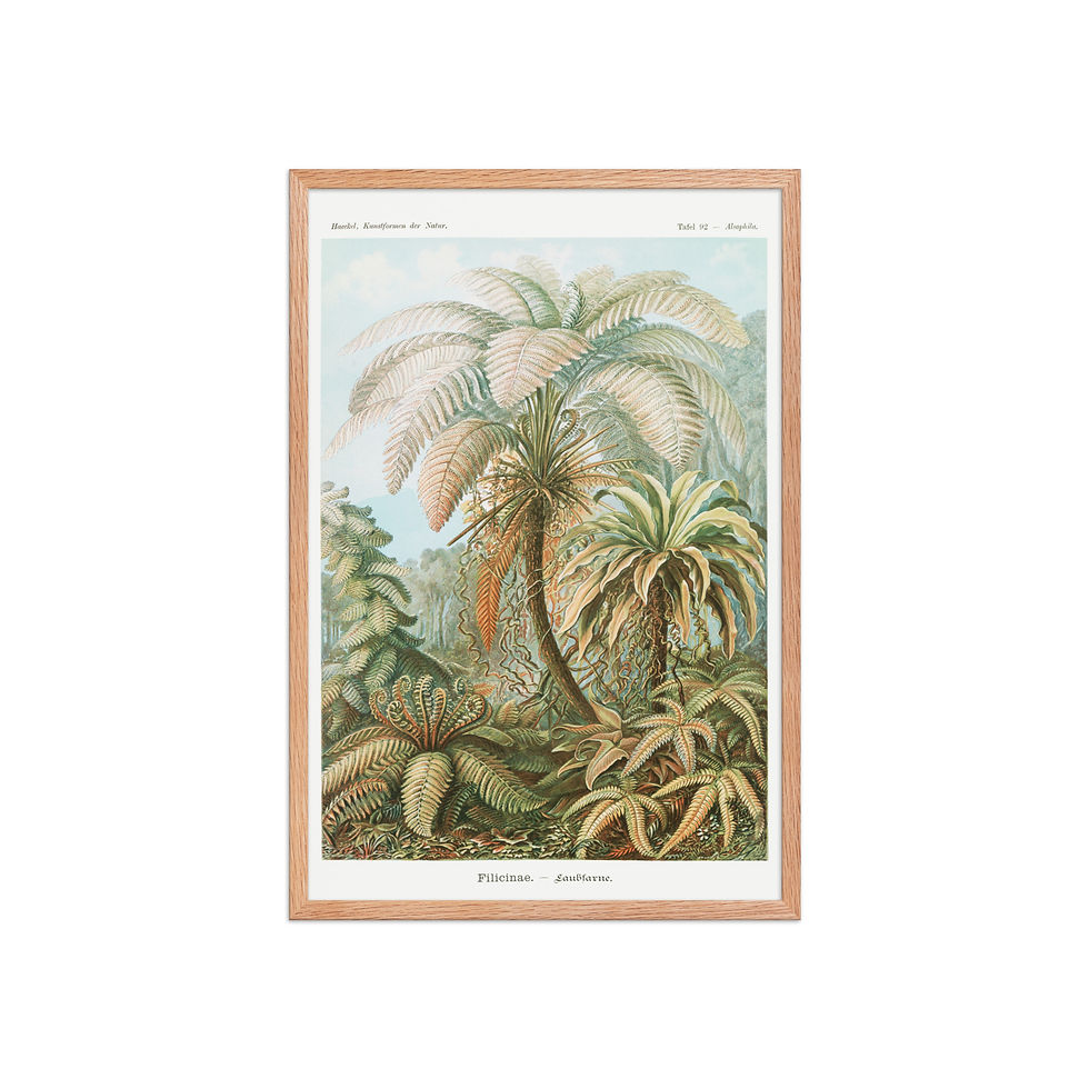 Thumbnail: Ernst Haeckel Vintage Zoological and Naturalist Art