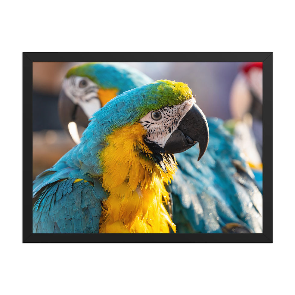 Thumbnail: Portrait of a Parrot | Framed Landscape Photography Poster