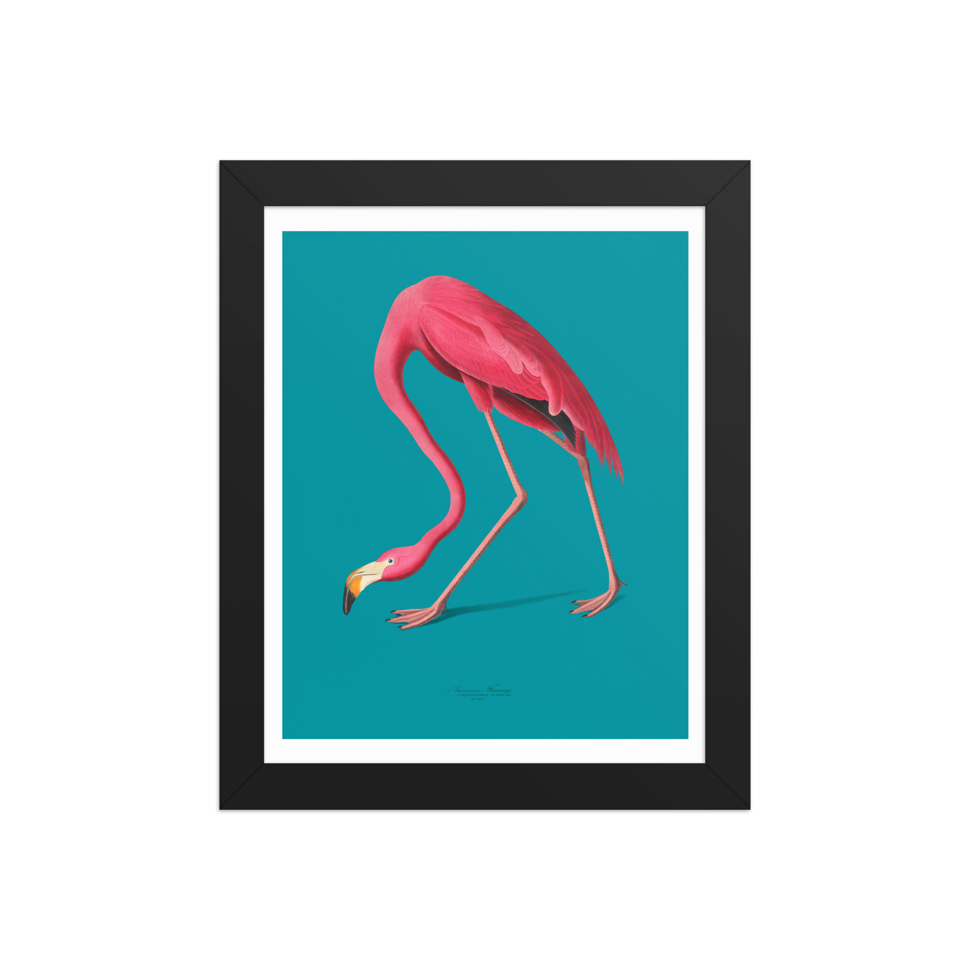 Vintage Audubon Flamingo Art Print | Chic Coastal Wall Decor