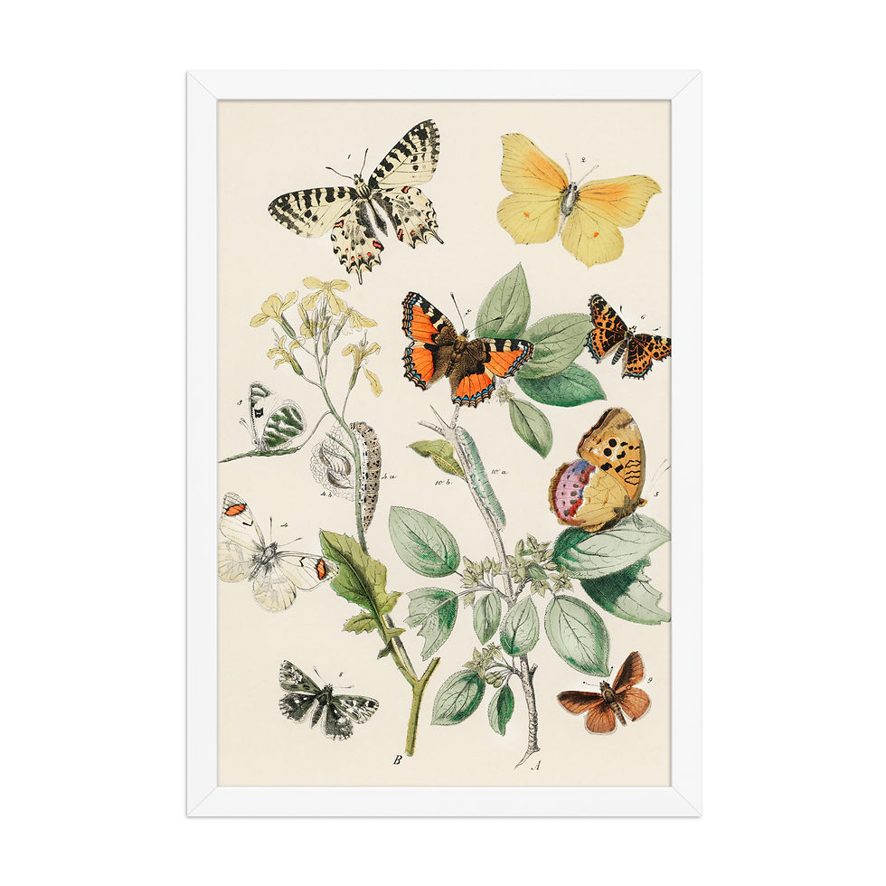 Thumbnail: European Butterflies and Moths 1882 | William Forsell