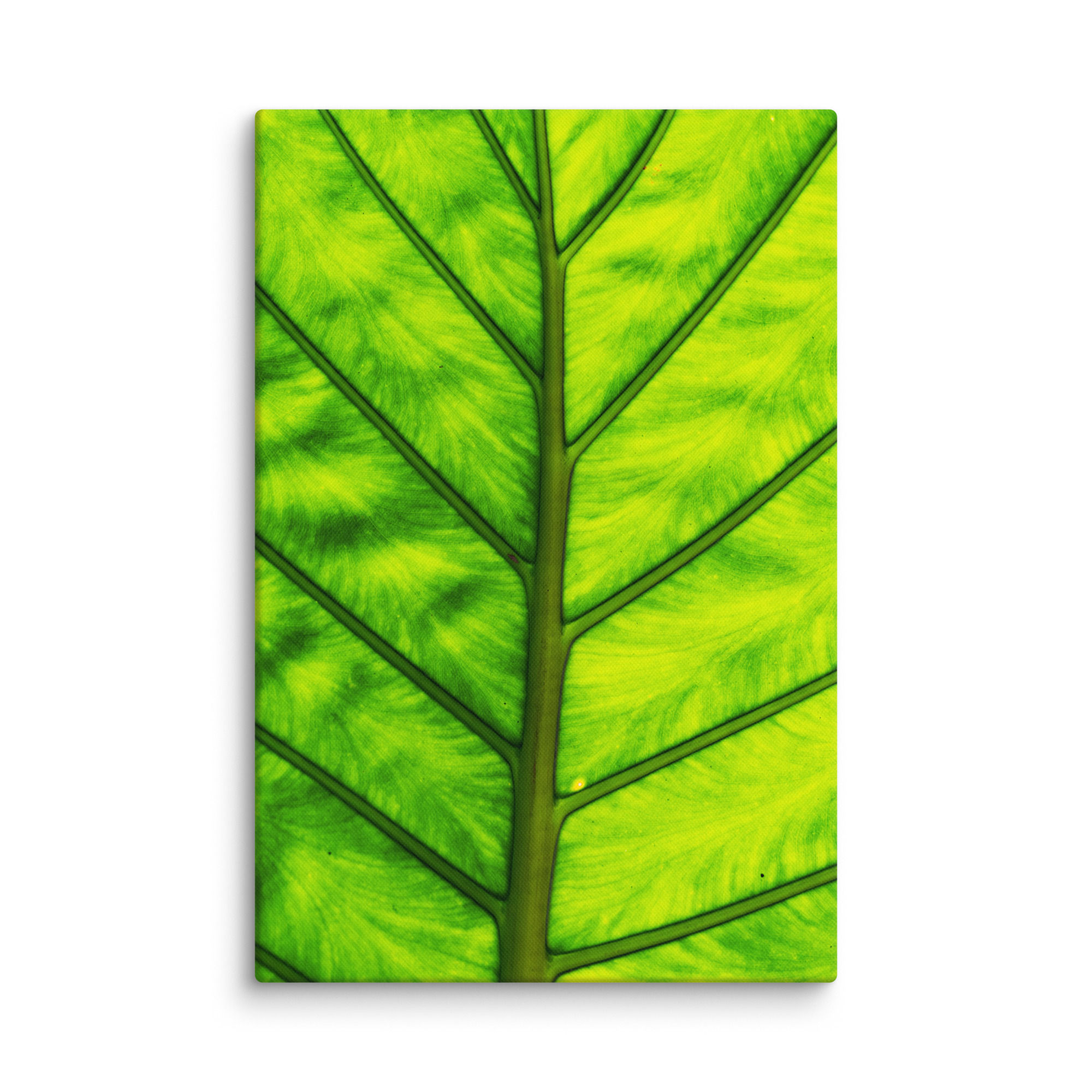 Leaf Veins | Botanical Macro | Canvas Print