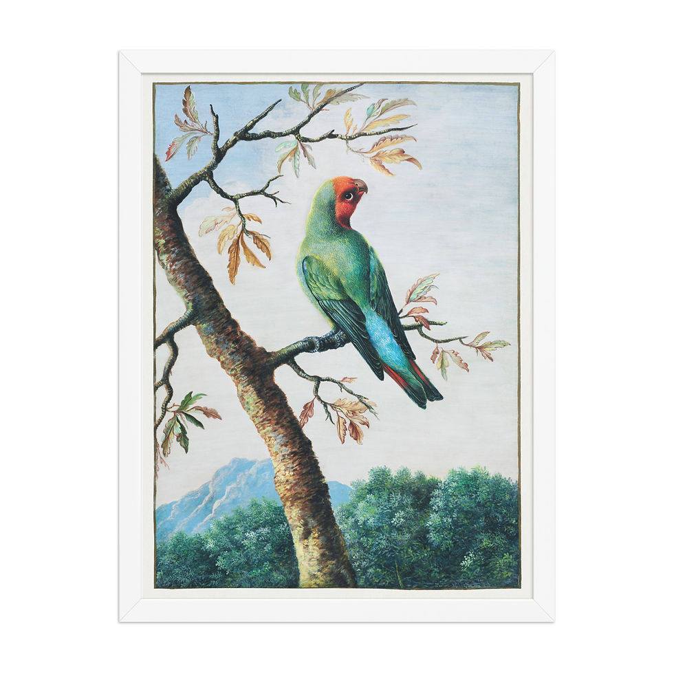 Thumbnail: Bird Study: Rosy Faced Love Bird | George Edwards