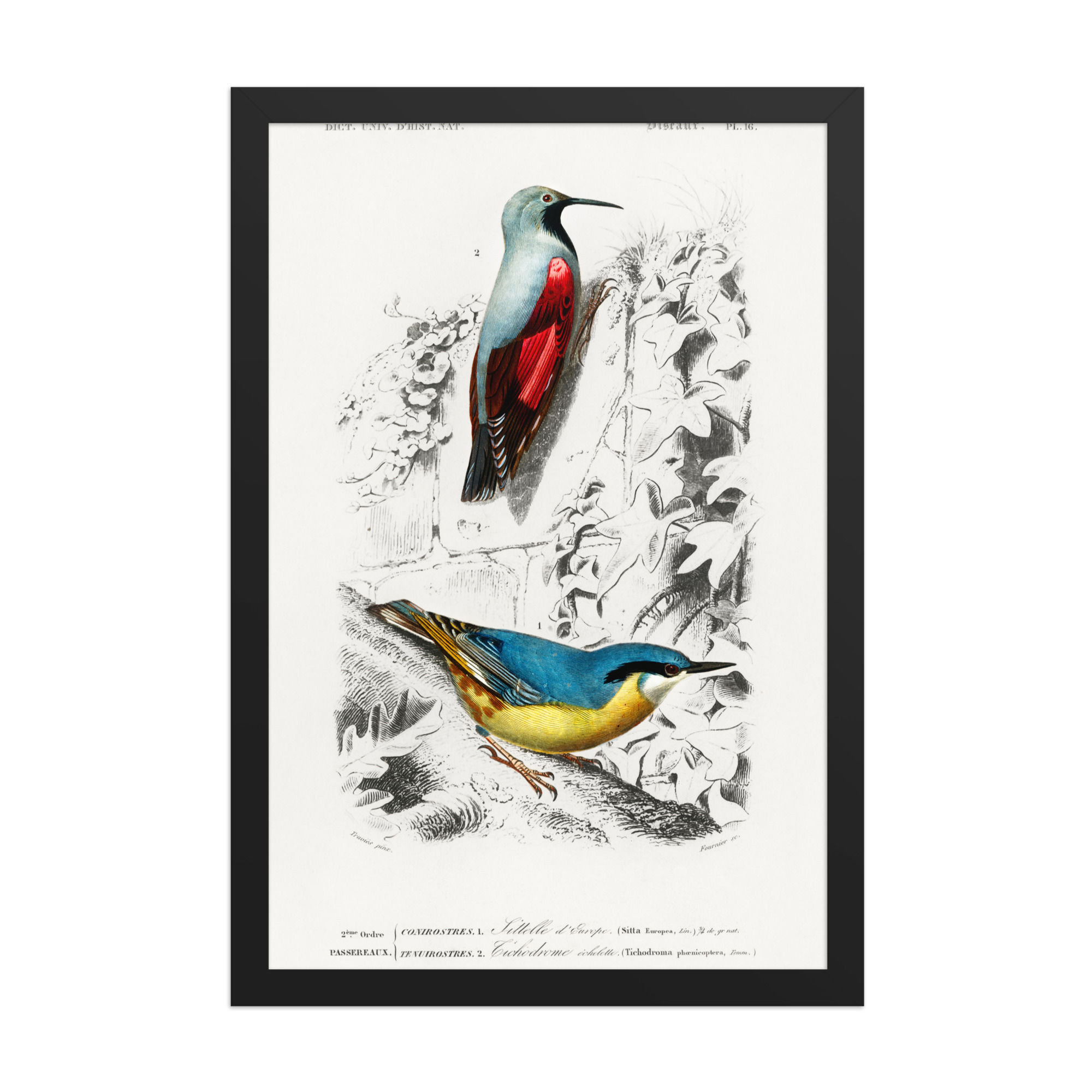 vintage Birdlife Illustration