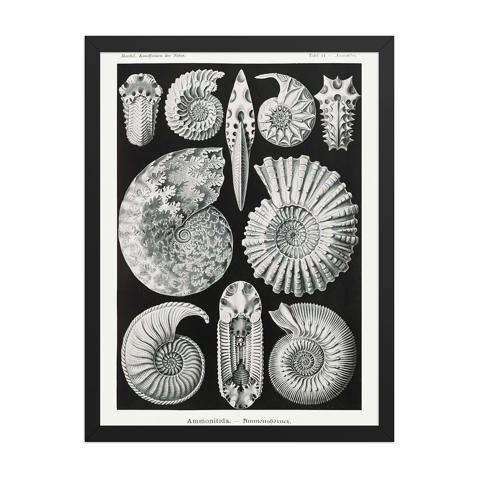 Thumbnail: Ernst Haeckel Vintage Zoological and Naturalist Art