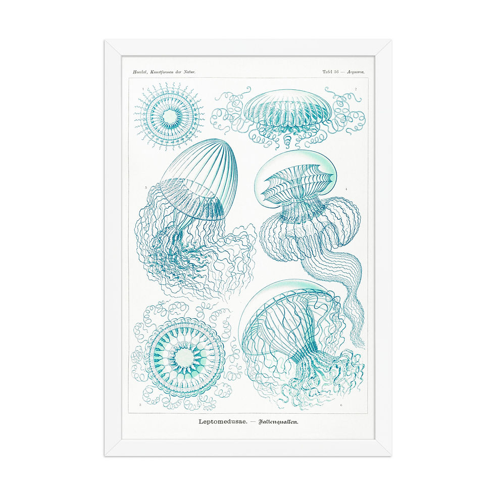 Thumbnail: Ernst Haeckel Vintage Zoological and Naturalist Art