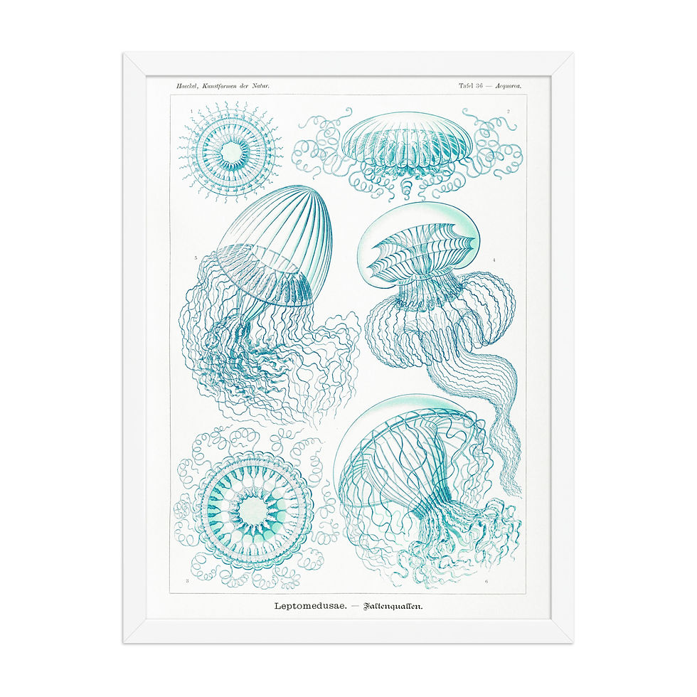 Thumbnail: Ernst Haeckel Vintage Zoological and Naturalist Art