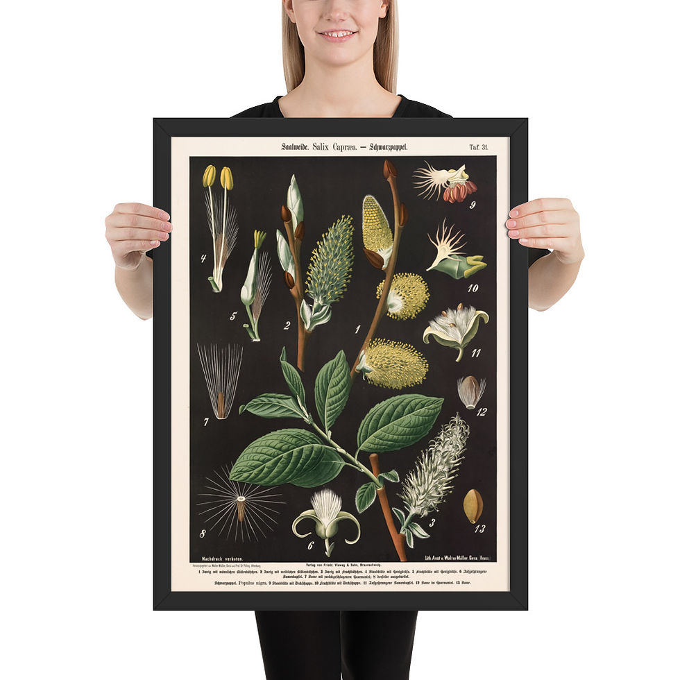 Thumbnail: Framed Botanical Illustrations - Stylish Wall Art for Home Decor