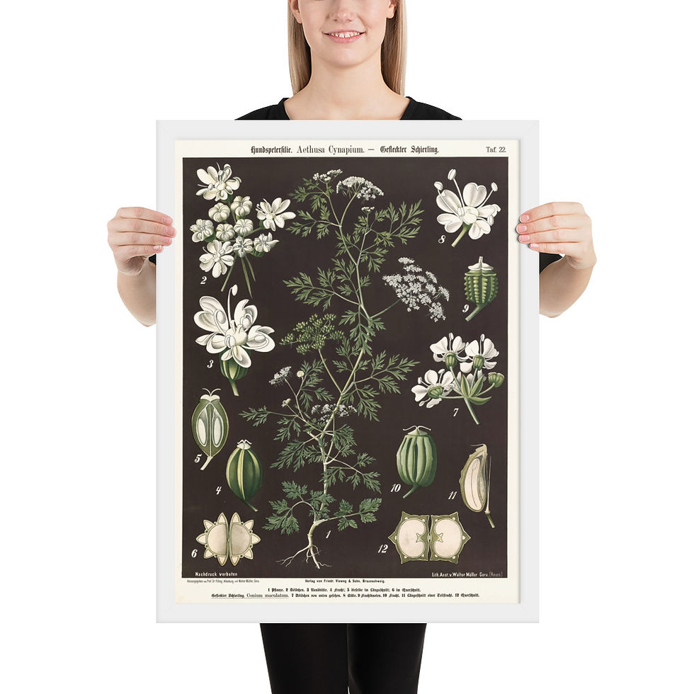 Thumbnail: Framed Botanical Illustrations - Stylish Wall Art for Home Decor