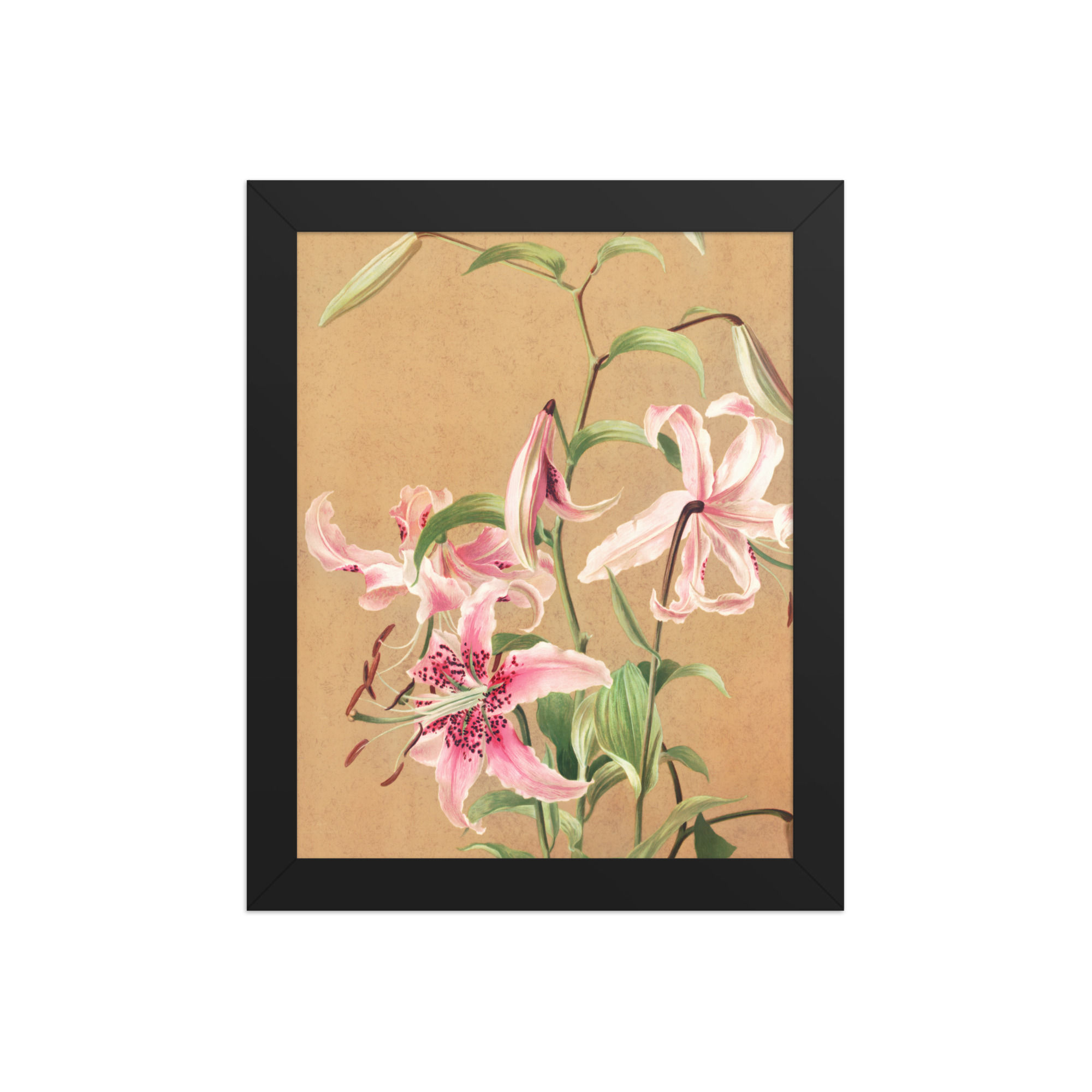Pink Lilies | Vintage Botanical | Framed Print