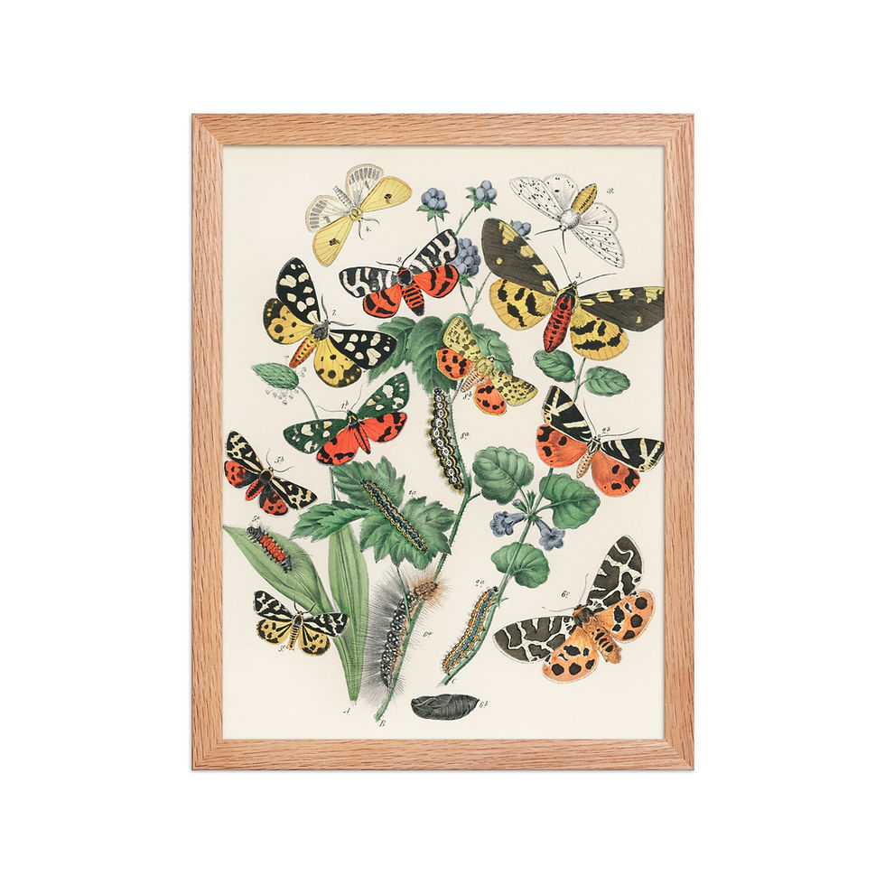 Thumbnail: Butterflies and Moths Framed Wall Art