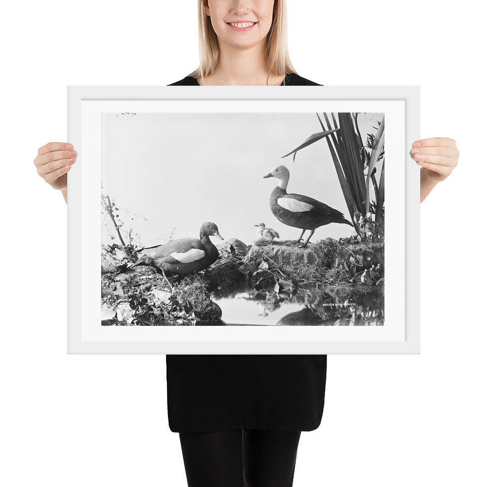 Thumbnail: Vintage Photography of Birds