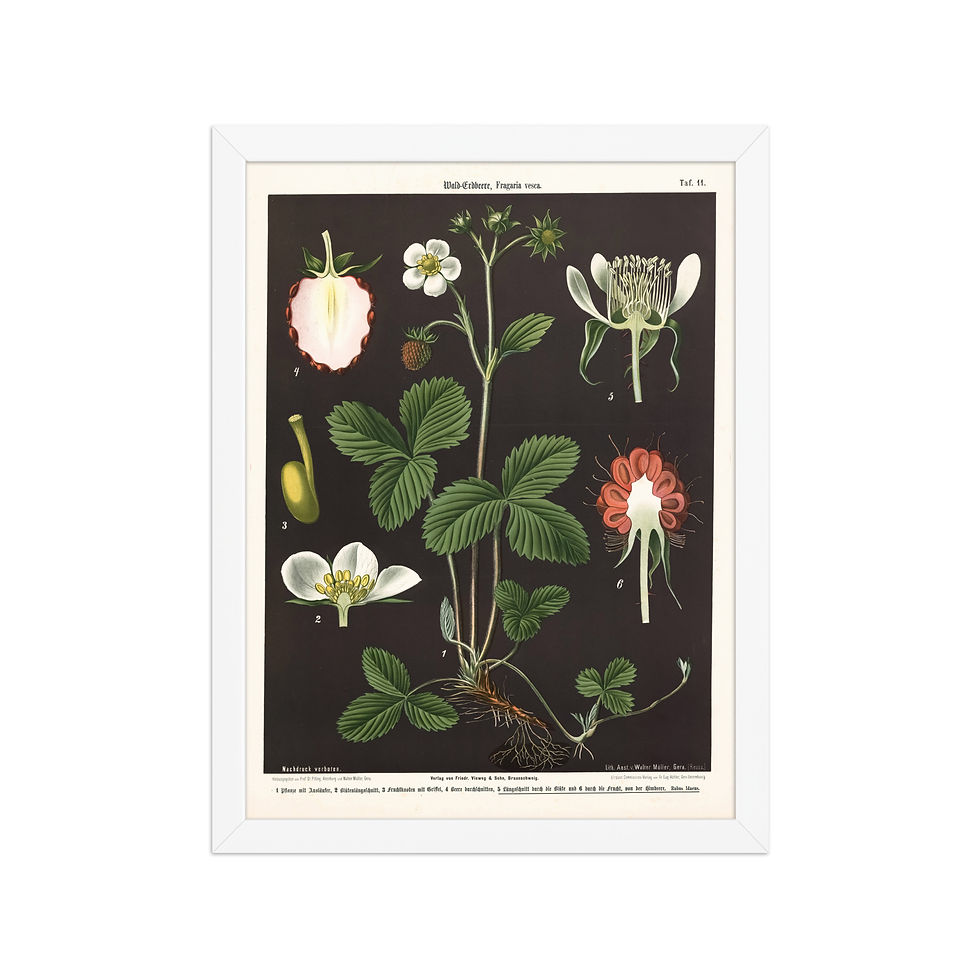 Thumbnail: Framed Botanical Illustrations - Stylish Wall Art for Home Decor