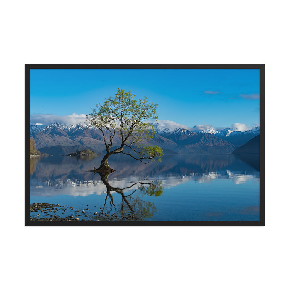 Thumbnail: That Wanaka Tree  | Framed Landscape Photography Poster