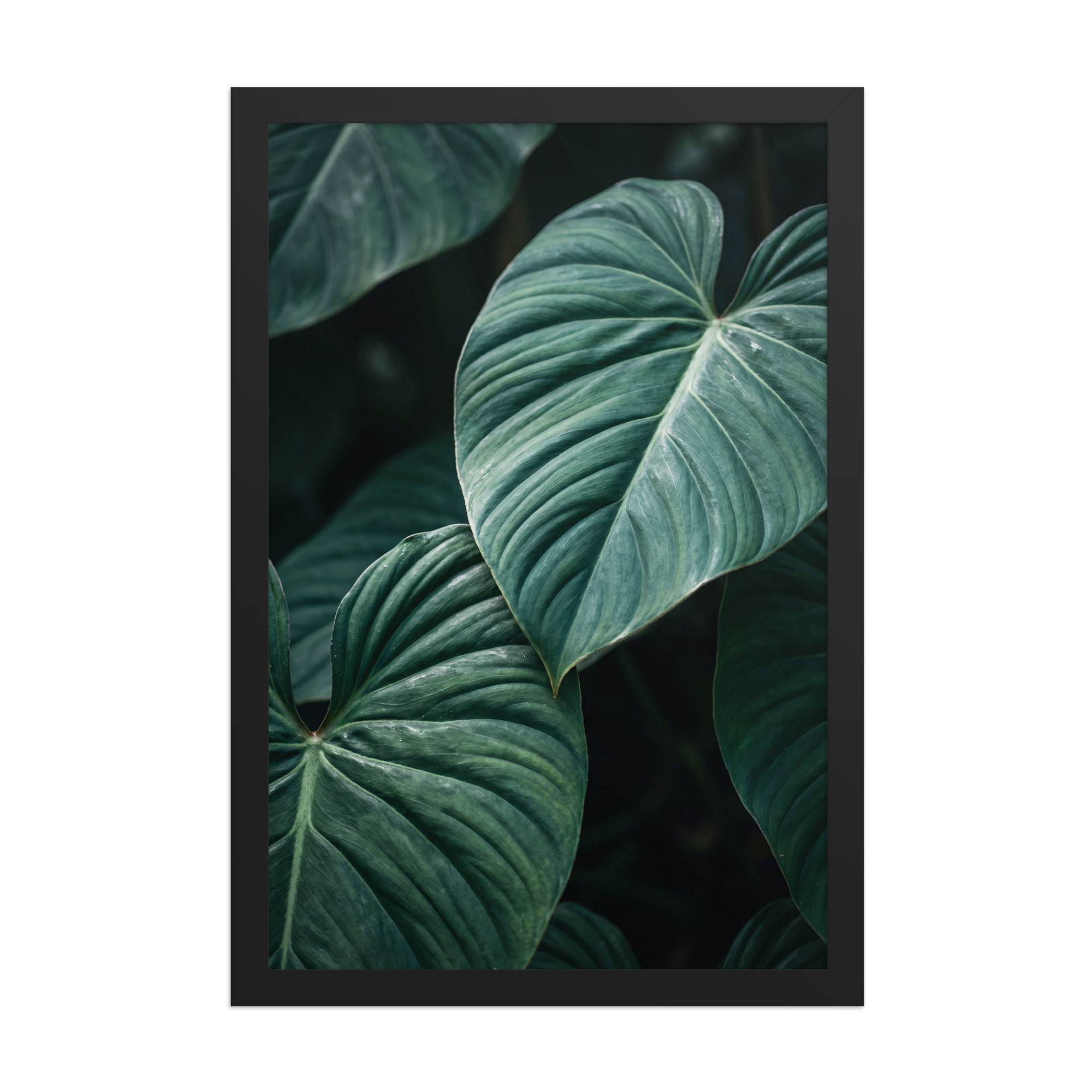 Velvet Philodendron — Leaf Study (Framed)