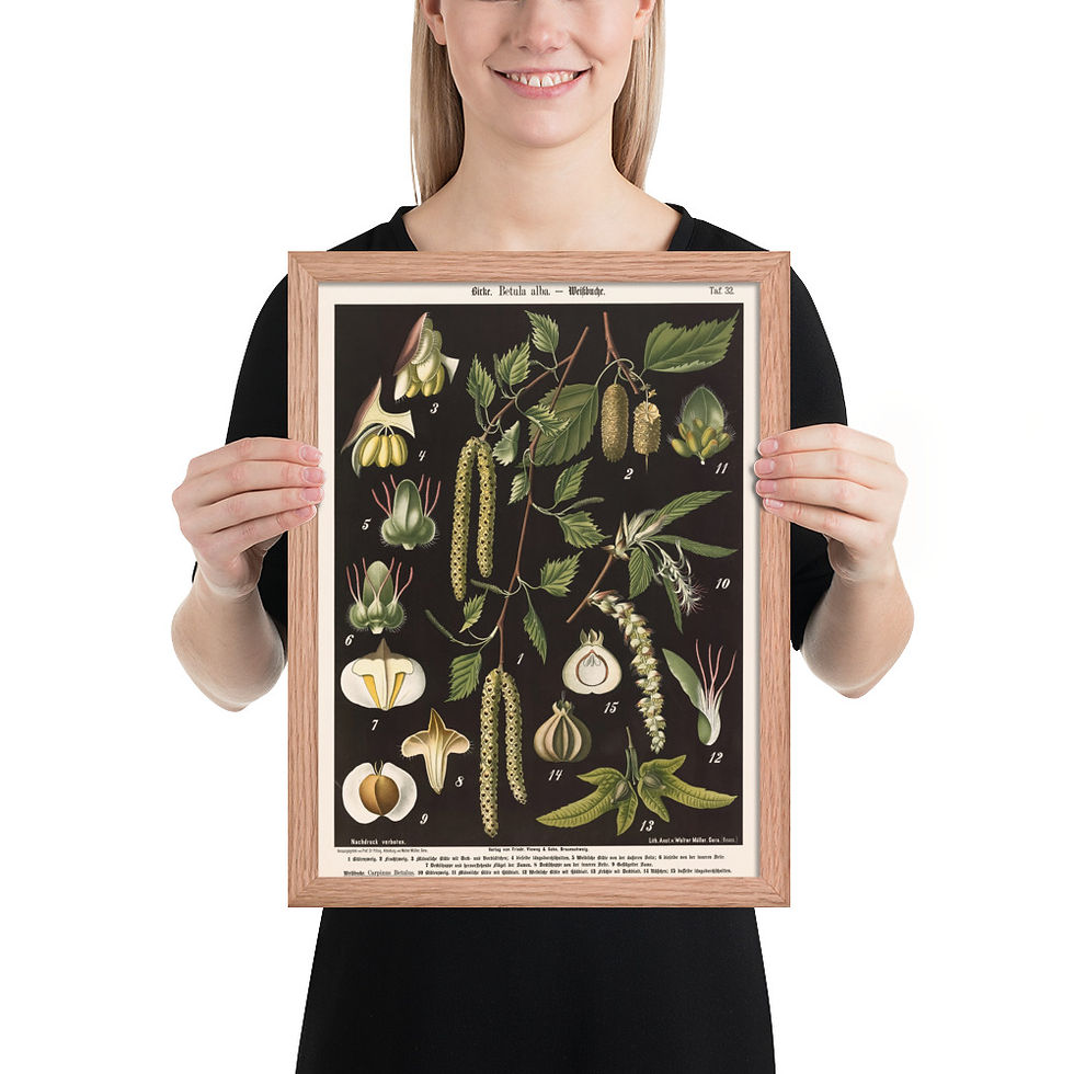 Thumbnail: Framed Botanical Illustrations - Stylish Wall Art for Home Decor