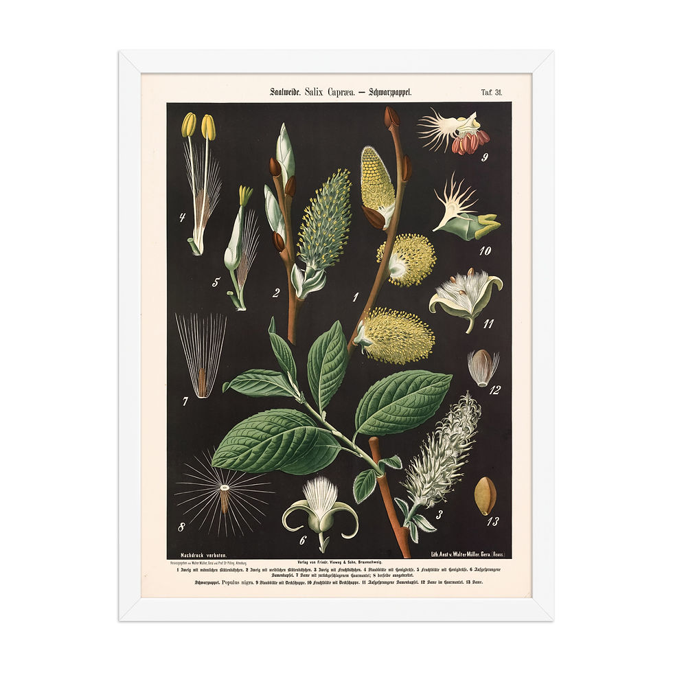 Thumbnail: Framed Botanical Illustrations - Stylish Wall Art for Home Decor