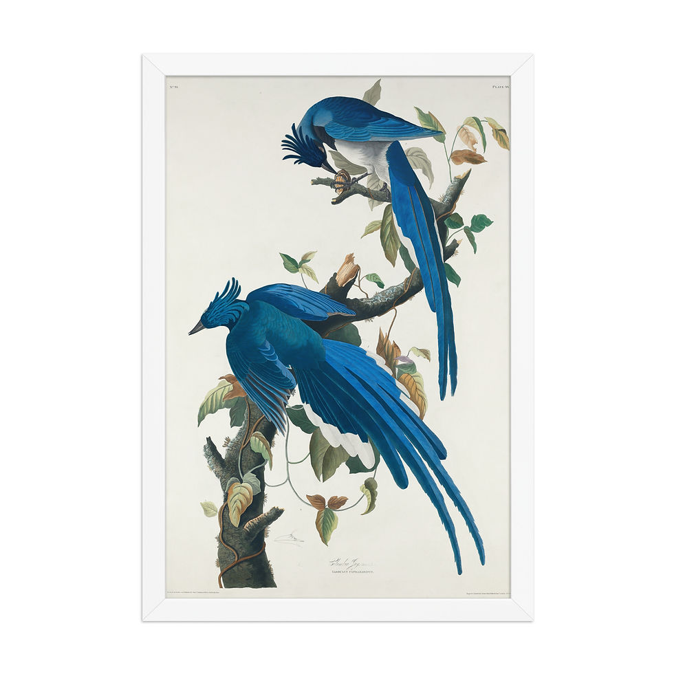 Thumbnail: John James Audubon Birds of America
