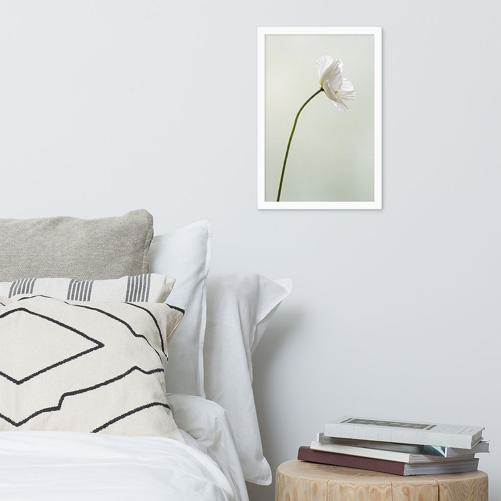 Thumbnail: Poppy Grace — Single White Poppy — Framed Print