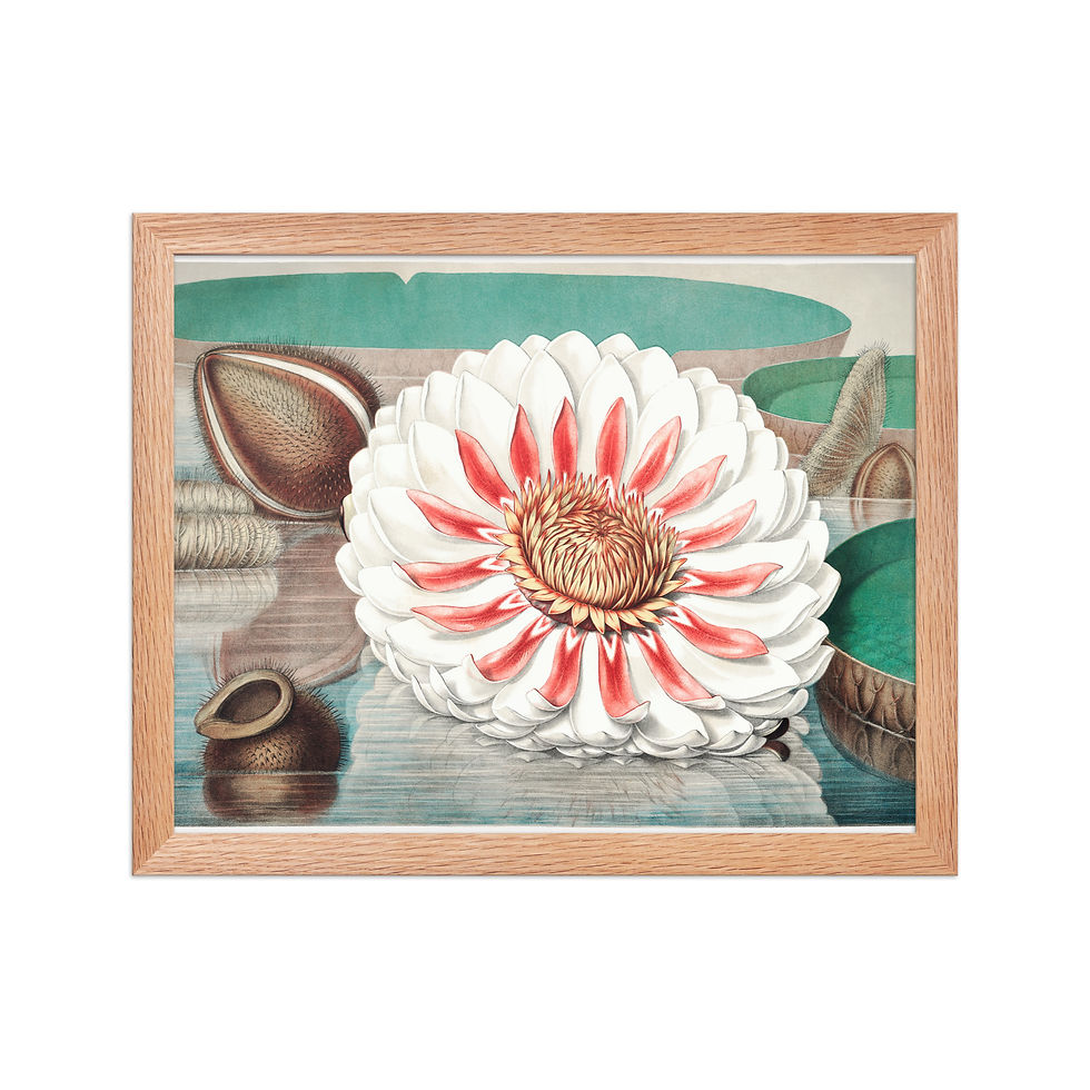 Thumbnail: Framed Botanical Illustration For Gardeners